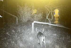 Cheap Ways to Attract Deer - Effective Tips for Budget-friendly Deer Attraction