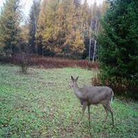 Discover 8 cheap ways to attract deer to your property. Learn effective tips and techniques for budget-friendly deer attraction.