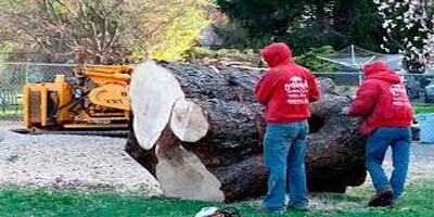Stump Removal Cost in 2023: Factors to Consider